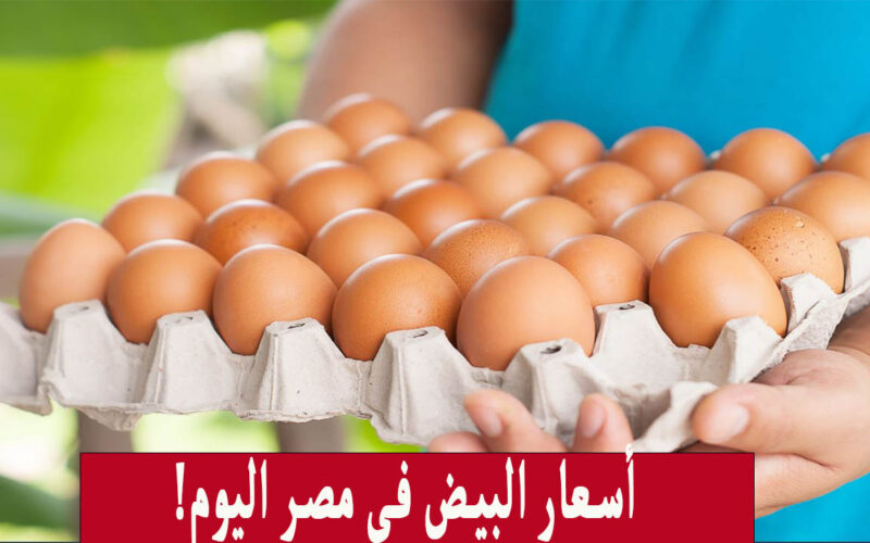 هبوط ملحوظ.. أسعار البيض في مصر يشهد انخفاض واضح في الأسواق