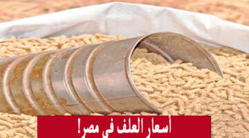 بين صعود وهبوط… أسعار العلف والغلال والحبوب في مصر اليوم الثلاثاء 23 أبريل 2024