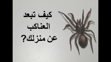 مش هتشوفيه في بيتك تاني.. طرق سحرية للتخلص من العنكبوت في المنزل بمكونات طبيعية