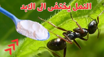مش هتشوفيه في بيتك تاني… طريقة سحرية للقضاء على النمل قبل بداية الصيف